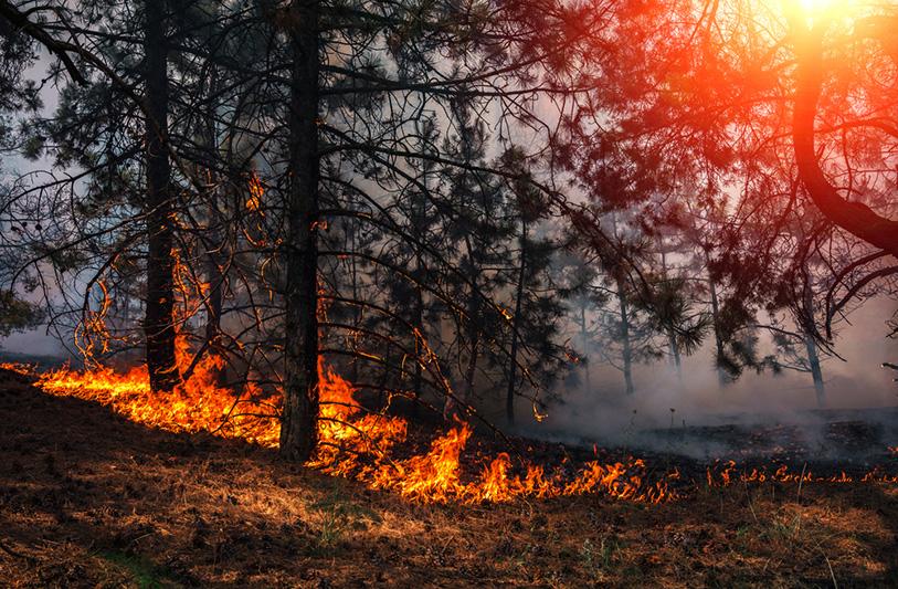 wildfire burning in a pine forest